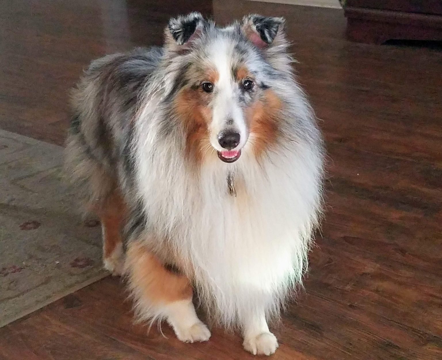 Hawks Acres Shetland Sheepdogs Shetland Sheepdogs, Waynesville,