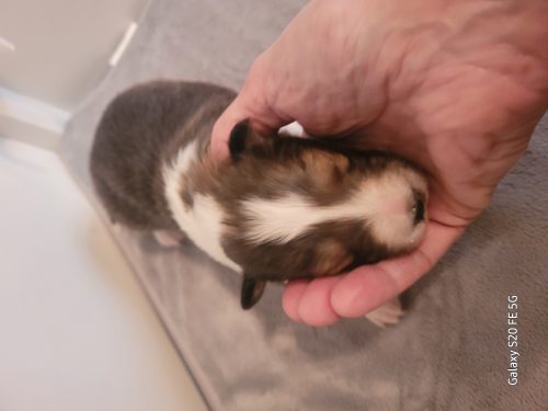 Sparkle is a gorgeous sable merle female